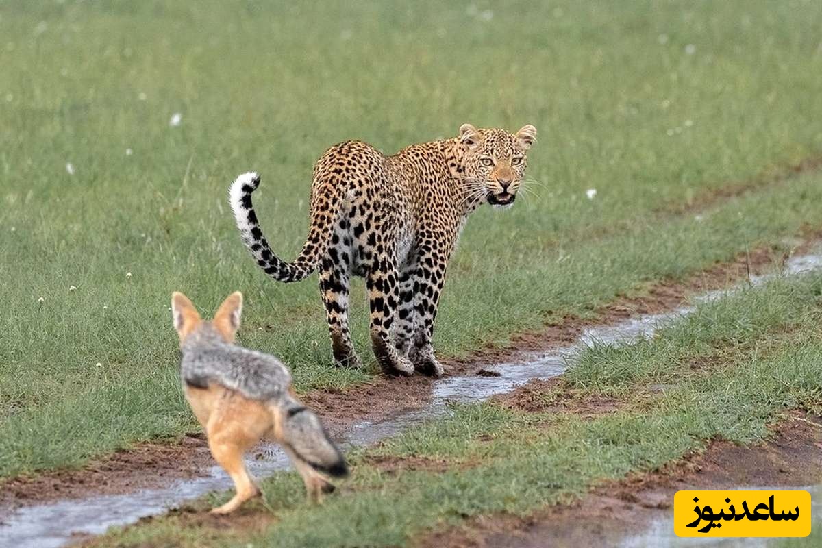 (ویدئو) حیات وحش ؛ مستند حیات وحش/ راز بقا، این داستان: حمله مرگبار پلنگ به شغال در حال استراحت