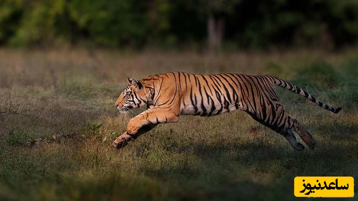 دیدن استخوان ببر در خواب چه تعبیری دارد؟ /  تعبیر خواب ببر
