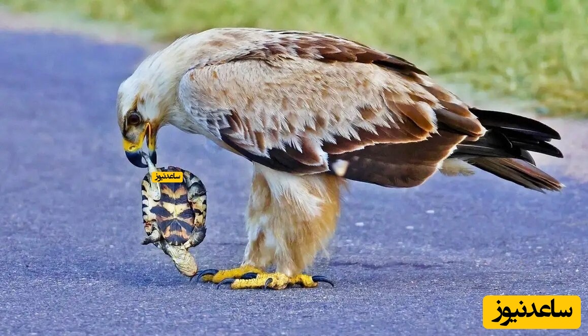 پوستر شکار لاک پشت توسط عقاب