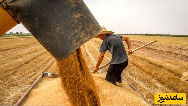 کشاورزان گندم کار طلب شان را از دولت دریافت کردند / واریز 500 هزار میلیاردی تا پایان خرداد 1404