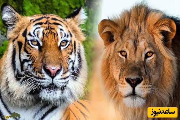(ویدئو) مستند حیات وحش حیوانات/ راز بقا، این داستان:نبرد نفس‌گیر سلطان جنگل؛ شیر و ببر