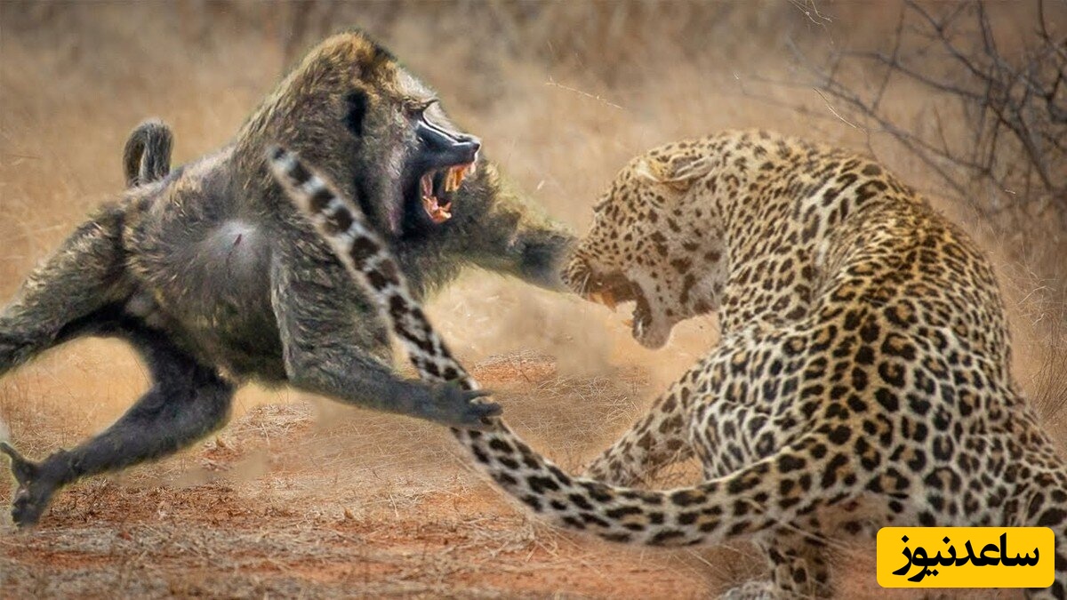 حمله ناگهانی 50 بابون به پلنگی که قصد شکار یکی از آن ها را داشت!