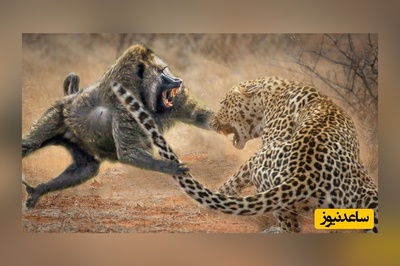 حمله ناگهانی 50 بابون به پلنگی که قصد شکار یکی از آن ها را داشت!