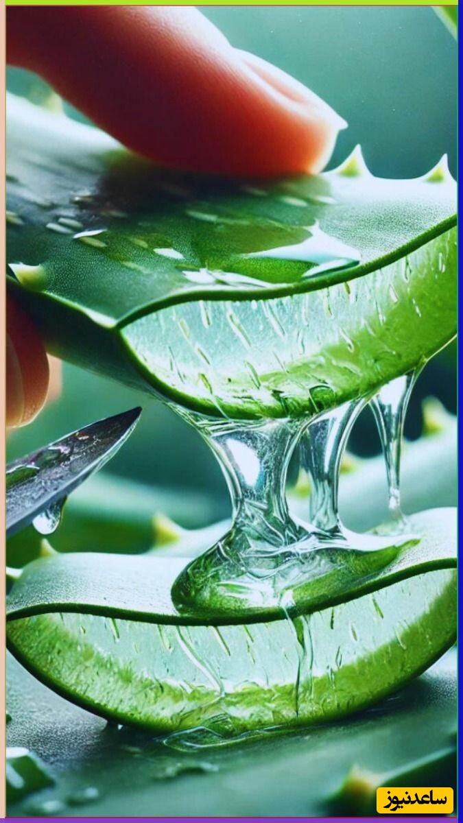 آلوئه‌ورا برای تسکین التهاب