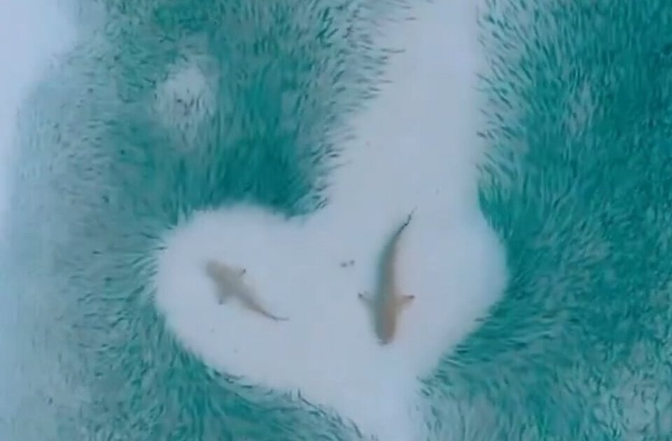 (ویدئو) حرکت حیرت‌انگیز دو کوسه در میان میلیون‌ها ماهی