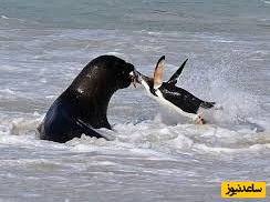 (ویدئو) مستند حیات وحش حیوانات/ راز بقا، این داستان: حمله خشن شیر دریایی به پنگوئن/ ویدئو