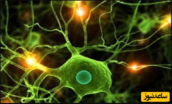 منابع دروس آزمون رشته زیست شناسی گیاهی - سلولی و تکوینی و ضرایب آن در مقطع دکتری