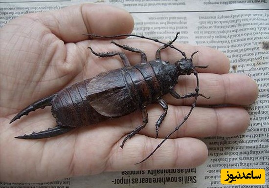 گوش خیزک سنت هلنا (Saint Helena earwig)