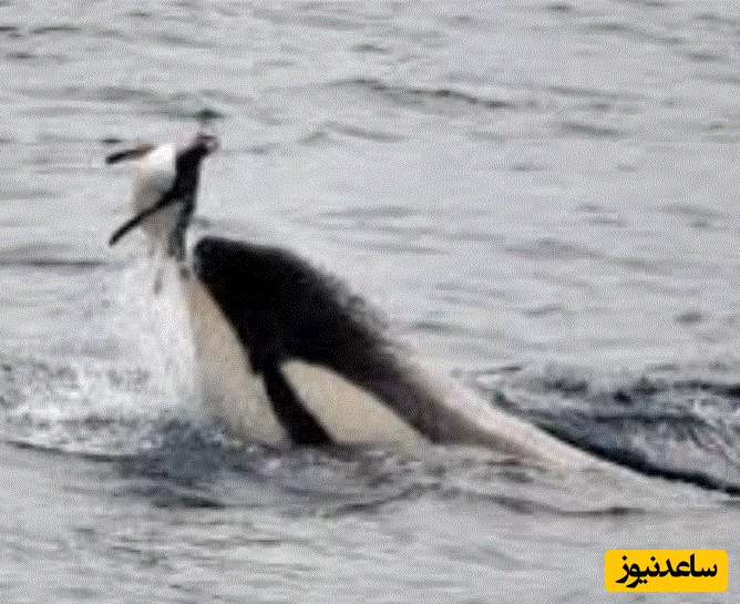 (ویدئو) حیات وحش ؛ مستند حیات وحش حیوانات/ تعقیب هولناک پنگوئن توسط نهنگ‌های قاتل