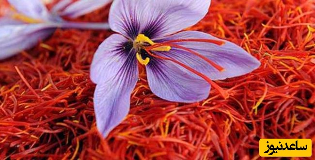 دیدن زعفران در خواب چه تعبیر ی دارد؟/ تعبیر خواب زعفران