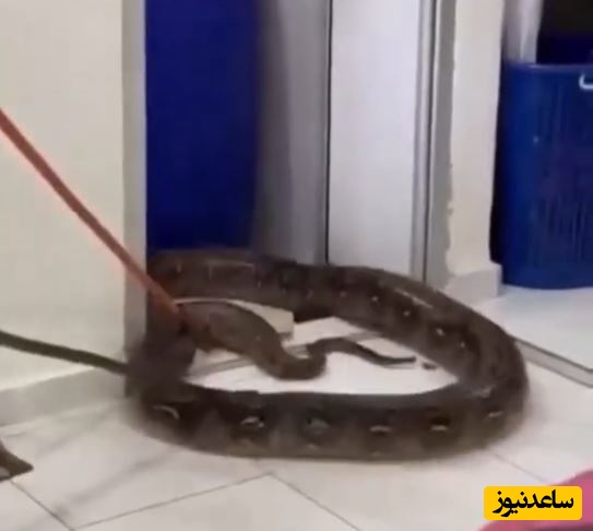 مار غول‌پیکر در سقف حمام، یک خانواده را وحشت‌زده کرد