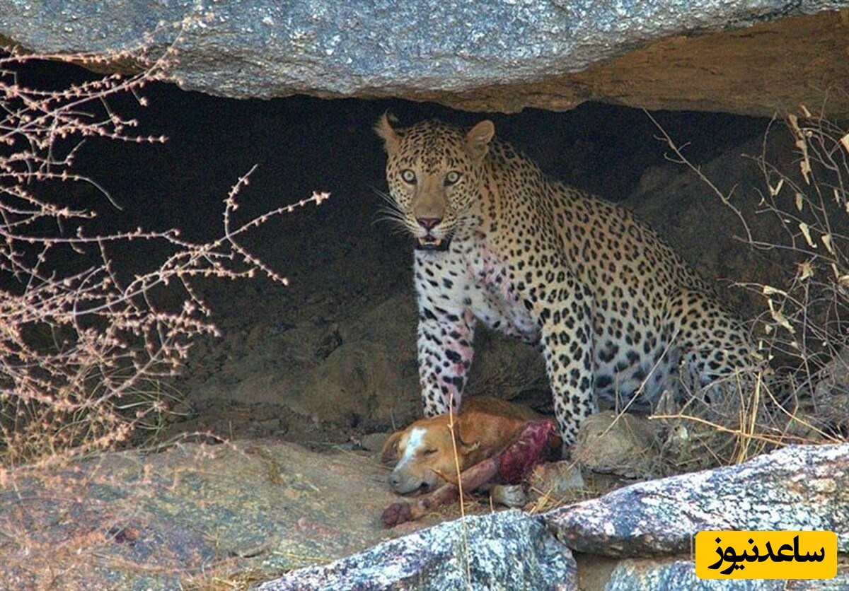 زیباترین تصاویر ثبت شده از شکار در طبیعت وحشی!