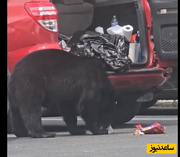 سرقت خرس از صندوق عقب خودرو