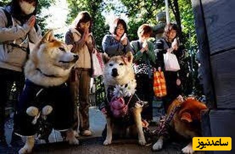 (ویدئو) روز تکریم فرزندان در ژاپن با دعا برای سگ و گربه!