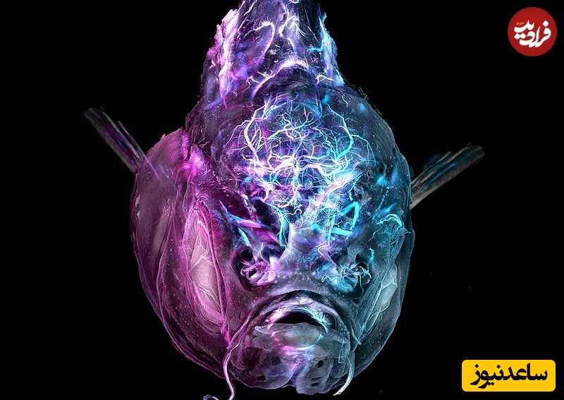 ماهی گورخری