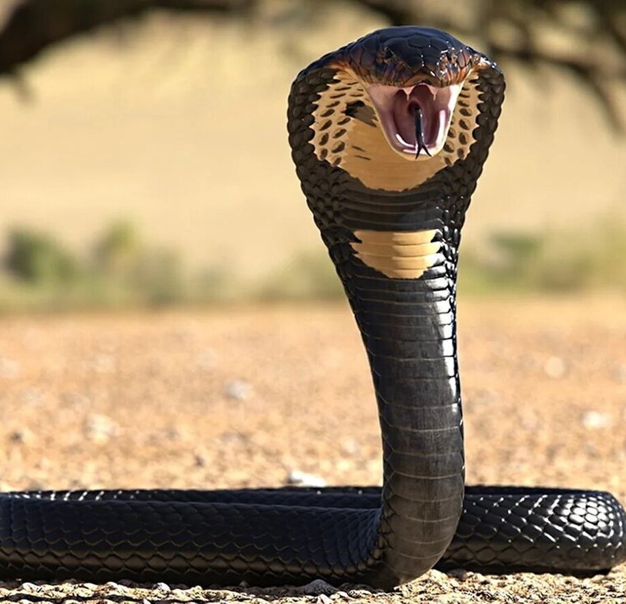 (ویدیو) مستند حیات وحش غول طبیعت/ تایلند در محاصره سیل ویرانگر با مار خطرناک و کشنده