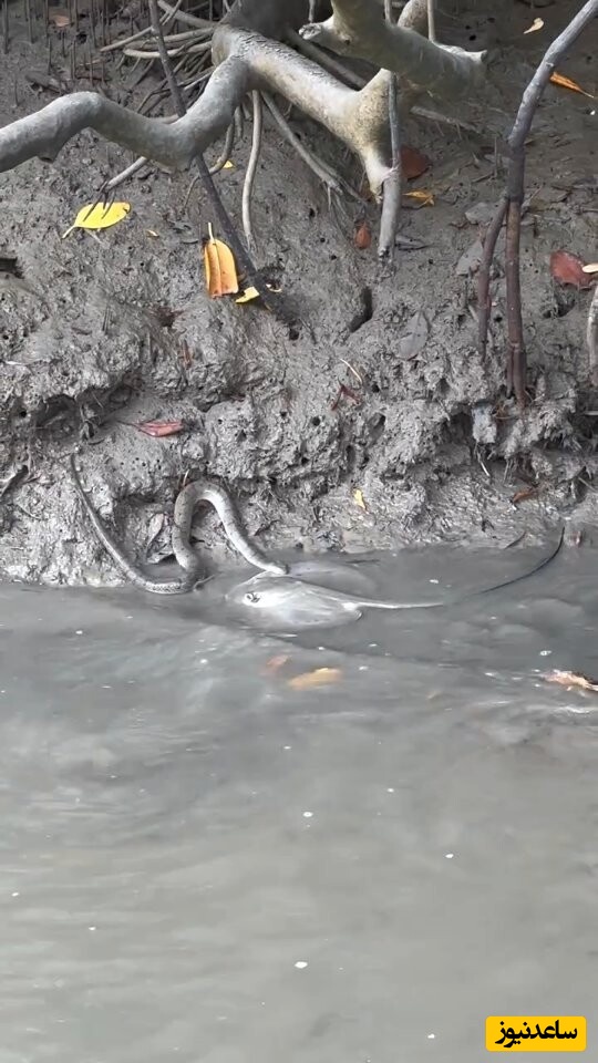 ویدیوهای پربازدید حیات وحش؛ تا حالا مارِ پُررو دیده بودین؟ مار، سفره‌ماهی شکار کرده به زور میخواد ببره خشکی؛ از رو هم نمیره😲