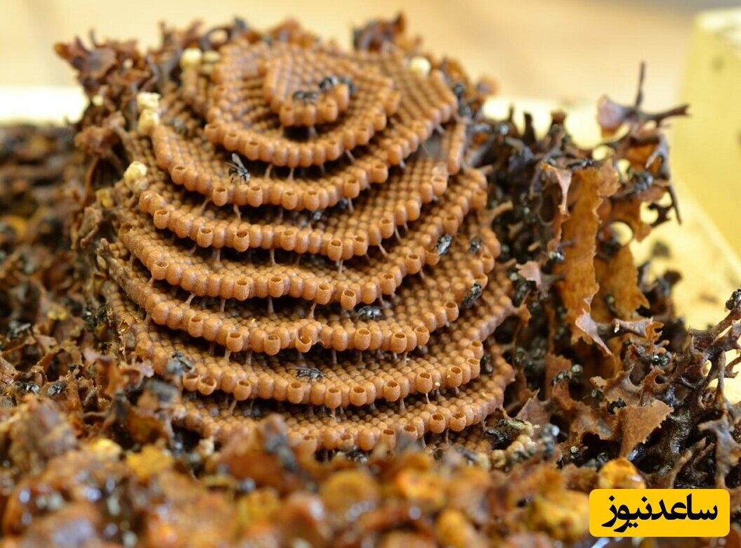 (عکس) راز ریاضیاتی «کندو‌های مارپیچ» که زنبور‌های استوایی می‌سازند