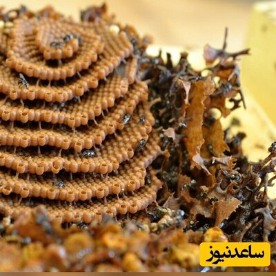 (عکس) راز ریاضیاتی «کندو‌های مارپیچ» که زنبور‌های استوایی می‌سازند