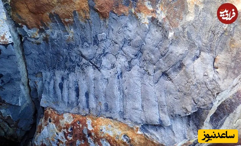 فسیل کشف‌شده