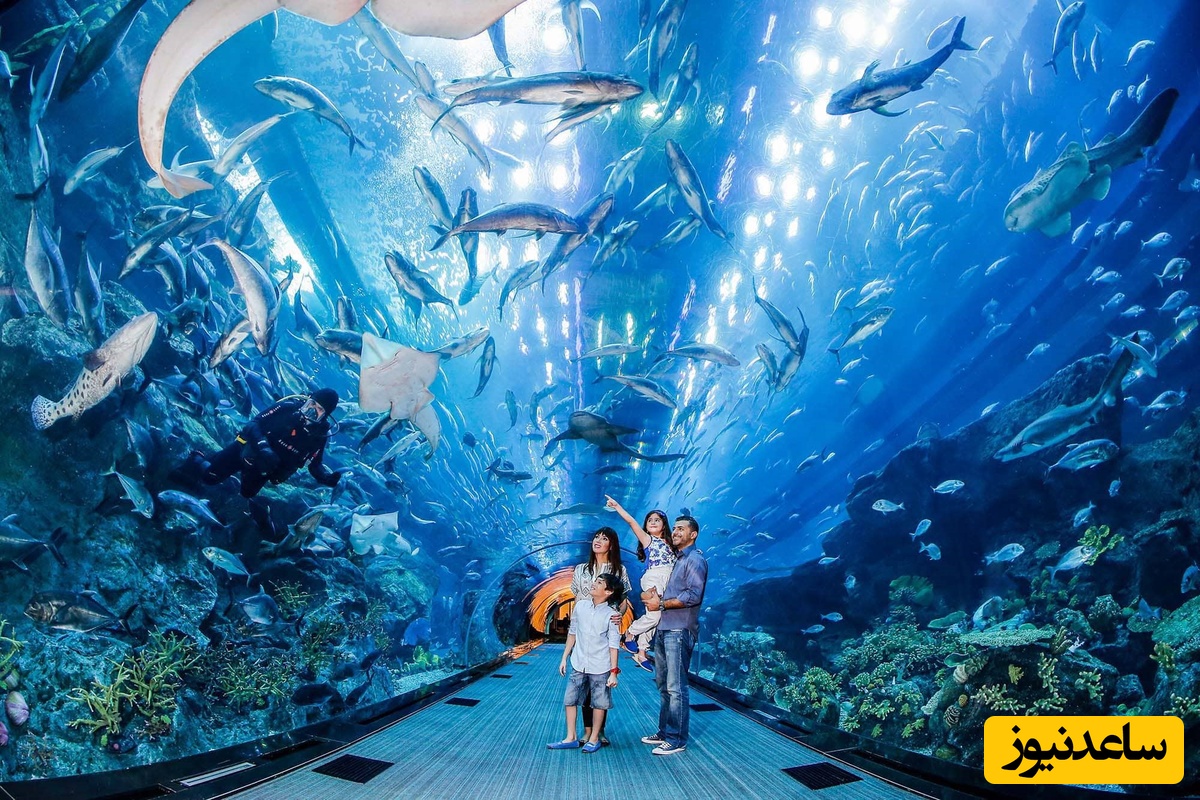 حیات وحش ؛ مستند حیات وحش حیوانات / نگاهی به دنیای شگفت‌ انگیز زیر آب