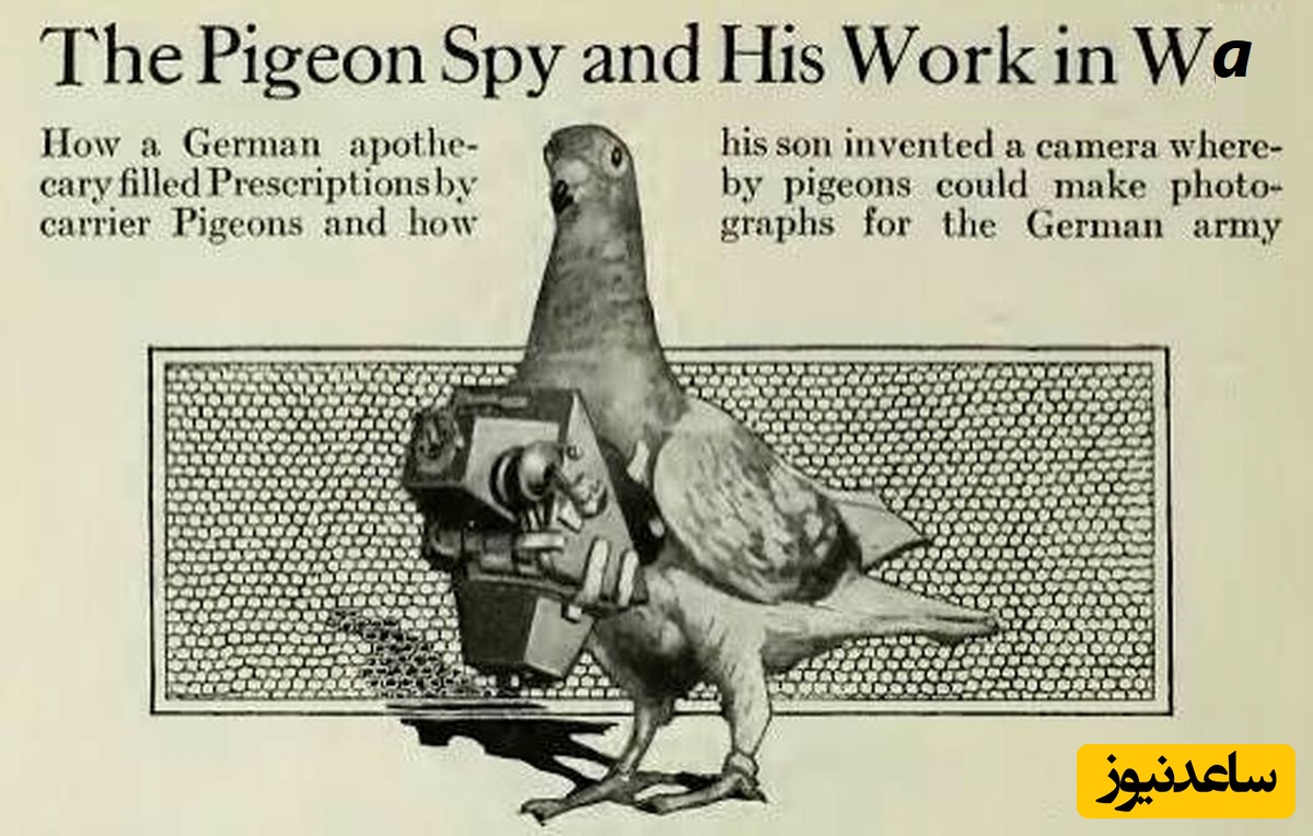 از کبوترهای جاسوس تا پهپادها: تاریخچه استفاده از حیوانات به‌عنوان تکنولوژی در زمان جنگ+ عکس