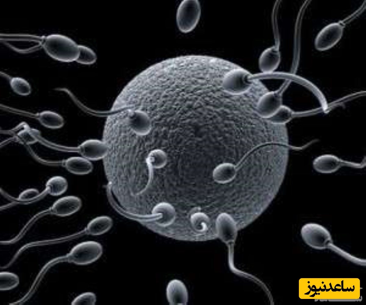 نحوه تولید اسپرم در بدن آقایان به چه صورت انجام می‌گیرد؟