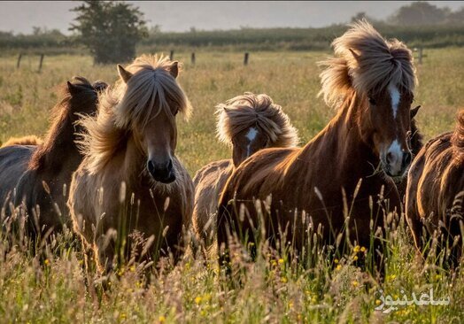 اسب های ایسلندی در مزرعه ای در آلمان/ آسوشیتدپرس