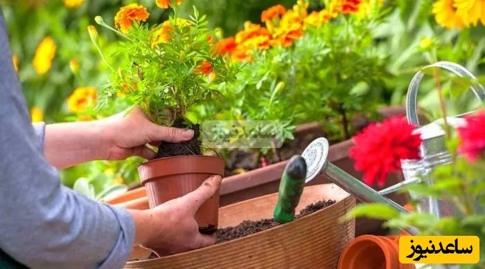 پرورش گل و گیاه