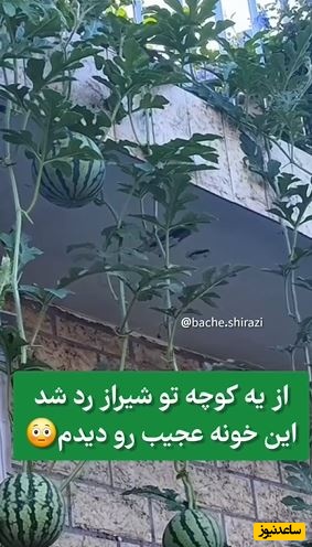 ابتکار دیده نشده و منحصربفرد هموطن شیرازی در استفاده از هندوانه در نمای منزلش جهانی شد +ویدیو/ الان اونا سر یکی بیوفته خطرناک نیست؟