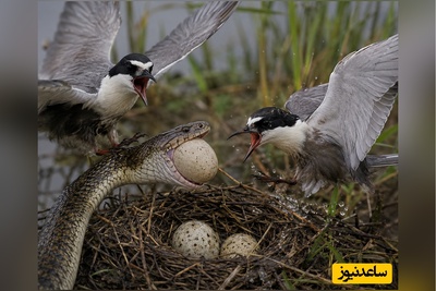(ویدئو) حمله جسورانه مار تخم‌خوار به لانه خروس‌کلی؛ نبرد نفس‌گیر بر سر یک وعده شکار در دل طبیعت