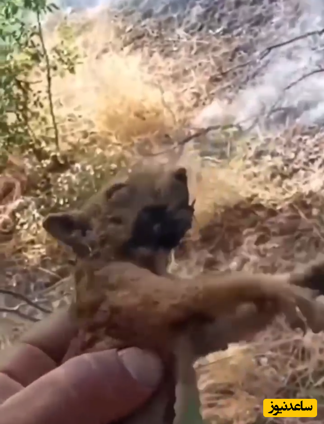 (فیلم) لحظه جان دادن دلخراش سنجاب در آتش سوزی جنگل های مریوان