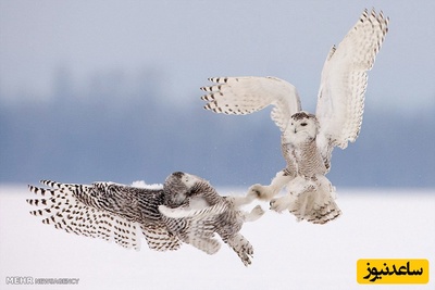 (ویدیو) مستند حیات وحش: در جستجوی جغد برفی نامرئی؛ داستانی واقعی از شاهکار طبیعت