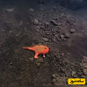 (ویدئو) ماهی عجیبی در کف اقیانوس آرام که به جای شنا کردن روی 2 پا راه می رود!!