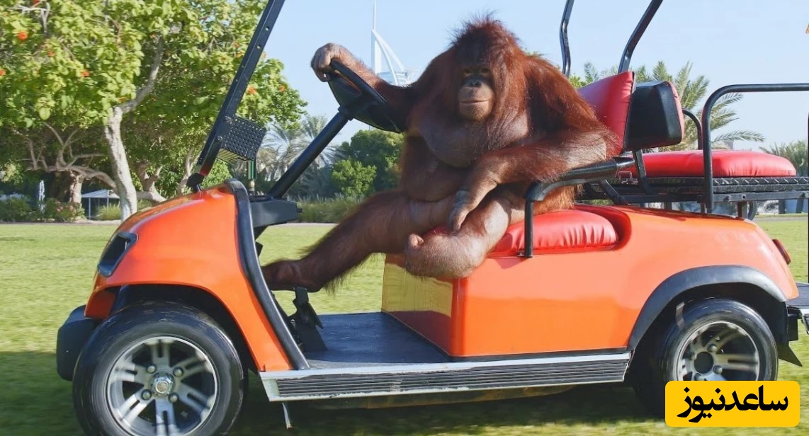 بعضیا هنوز گواهی‌نامه نگرفتن ولی این اورانگوتان 6 ساله که پشت فرمونه!/ تفریحات این از ما بیشتره!😂 +ویدیو
