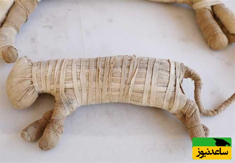 (عکس) کشف شگفت‌انگیز 8 میلیون مومیایی حیوان در یک قبرستان باستانی مصر!