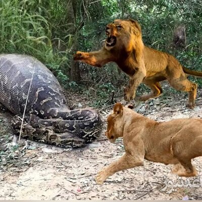 فیلم مبارزه جانانه شیرها با مار پیتون غول پیکر