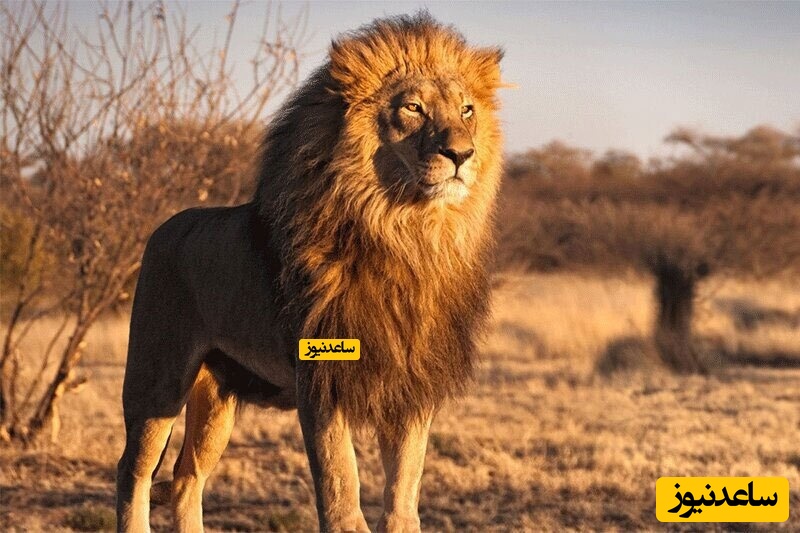 ویدیویی دیدنی و عجیب از بالا رفتن شیر از درخت و دزدی جالب او