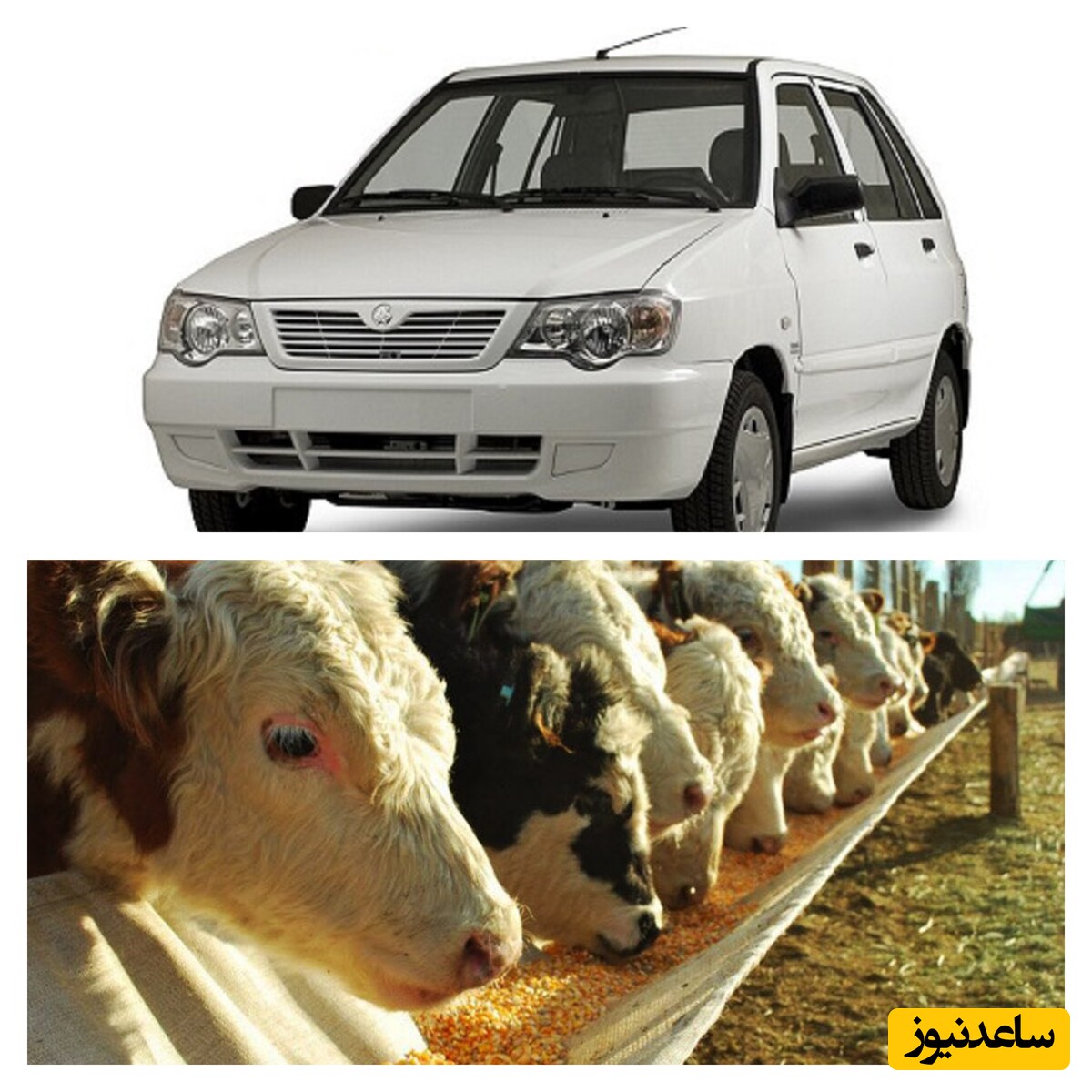 پراید میخوای یا غذای گاو و گوسفند؟!/ ماجرای باورنکردنی واردات 10 هزار تن ذرت توسط سایپا+ ویدیو