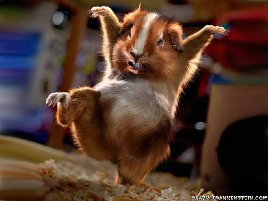 (ویدئو) تا حالا همستر کونگ فوکار دیده بودید؟! / جرات داری برو پولاتو ازش بگیر😂