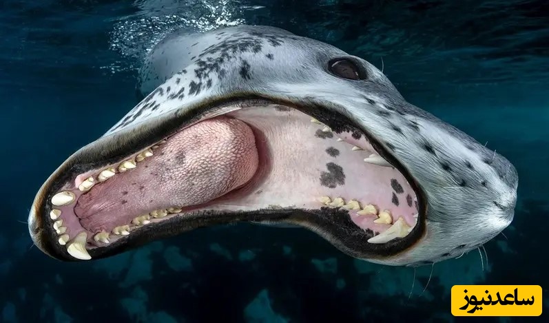 نگاهی به شاهکارهای عکاسی زیر آب 2026؛ از دیدنش شگفت زده میشین+ تصاویر