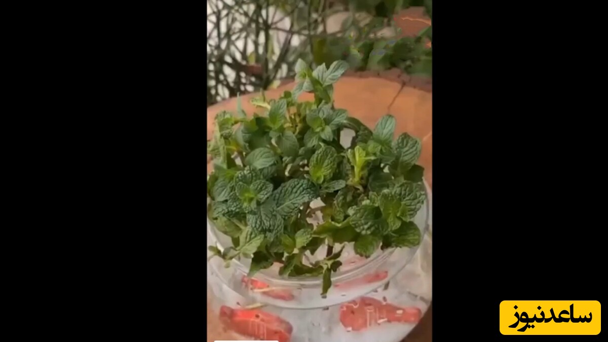 سبزه شناور؛ متفاوترین سبزه عیدی که نمیشه جذبش نشد
