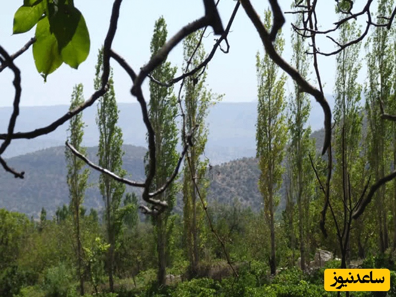 تنگه گنجه ای