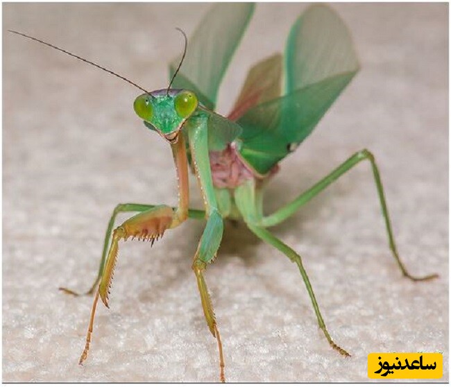 11- مانتیس ستایش‌گر (Rhombodera basalis)