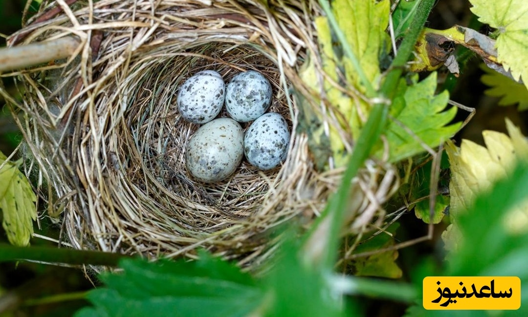 این پنج پرنده فرصت طلب در لانۀ پرندگان دیگر تخم می‌گذارند +عکس/مادری کردن هنر میخواهد