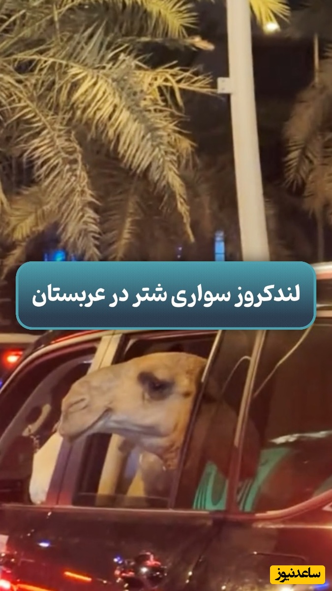ببینید؛ صحنه عجیب دوردور شتر با لندکروز در خیابان های عربستان / چه کیفی میده، پز نیست! سبک زندگیشه!