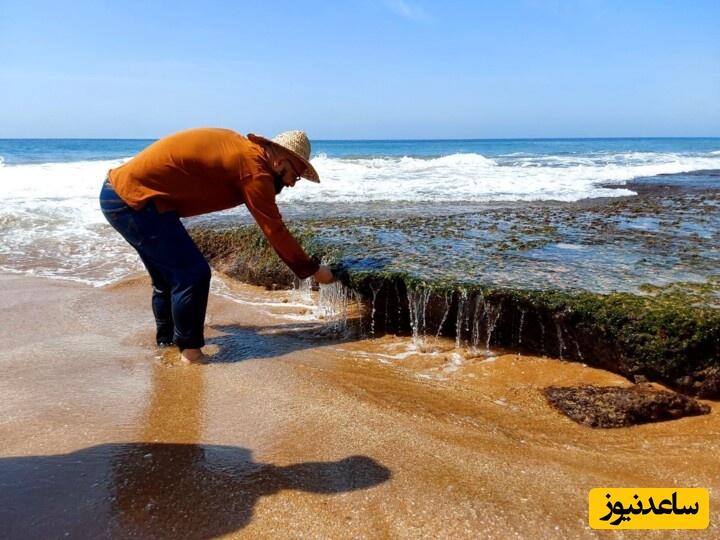 تا به حال فرآیند برداشت جلبک دریایی رو دیده بودید؟این چشم بادومی ها به جلبک هم رحم نمیکنن+ویدئو