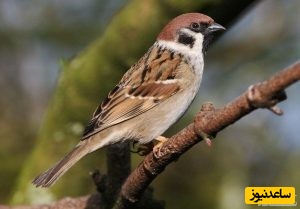 دیدن گنجشک در خواب چه تعبیری دارد؟/ تعبیر خواب گنجشک