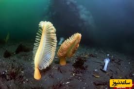 دانلود رایگان دفترچه سوالات و پاسخنامه آزمون دکتری زیست شناسی دریا از سال 93 تا 96