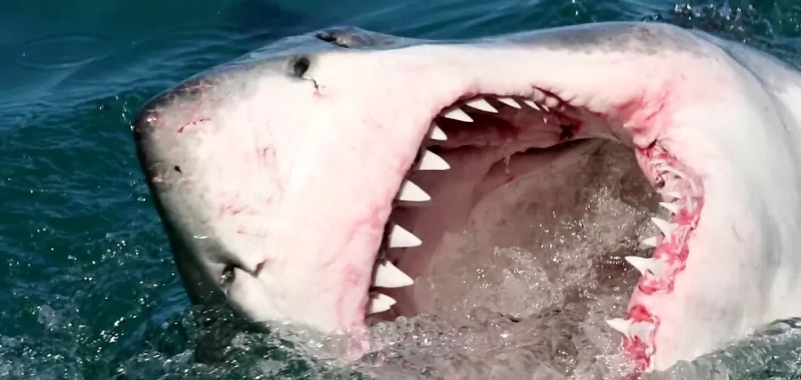 اتفاقی نادر و هولناک برای یک شناگر؛ زن آمریکایی خوراک کوسه غول پیکر دریا شد!+عکس